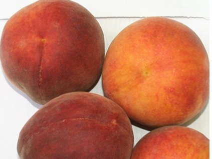 Broskyňa 'Marathon'