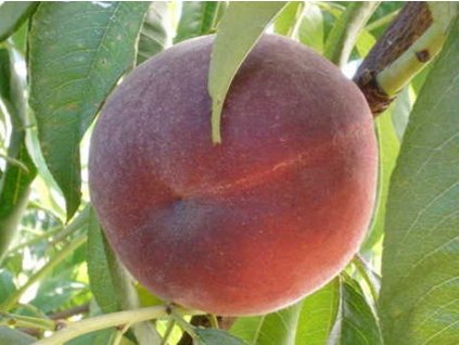 Broskyňa 'Royal Summer'- kontajner