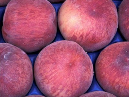 Broskyňa 'Spring Bell'