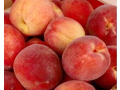 Broskyňa 'Zee Lady'