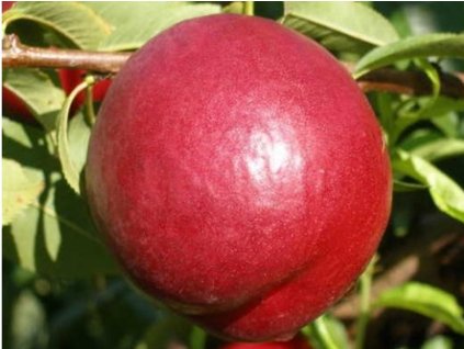 Nektarinka 'Big Bang'