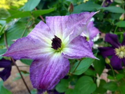 Plamienok 'Cloudburst'