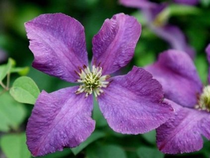 Plamienok 'Etoile Violette'