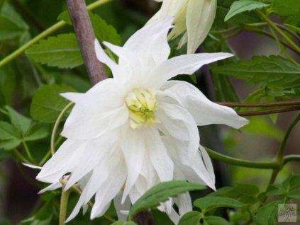 Plamienok 'White Swan'