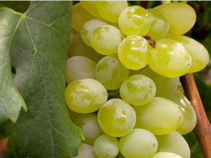 Vinič  'Superior'