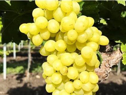 Vinič 'Sublima seedless'