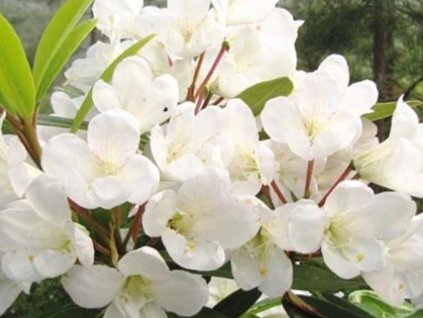 Rododendrón 'Lumotar'