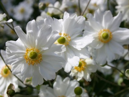 Sasanka japonská 'Whirlwind' - Anemone japonica 'Whirlwind'