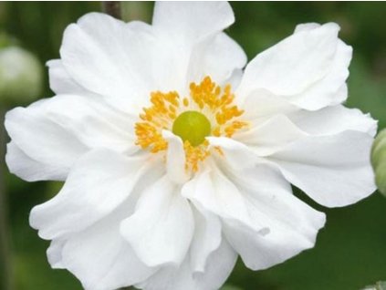 Veternica japonská 'Whirlwind' - Anemone japonica 'Whirlwind'