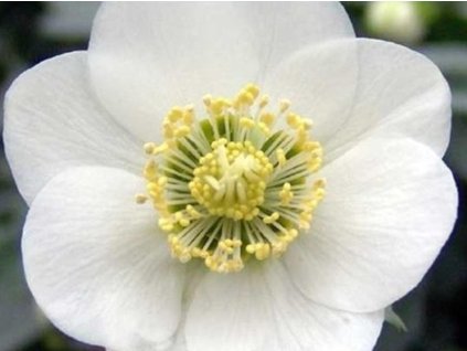 Čemerica 'HGC® Joshua' - Helleborus 'HGC® Joshua'