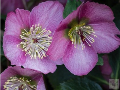 Čemerica 'HGC® Madame Lemmonier' - Helleborus 'HGC® Madame Lemmonier'