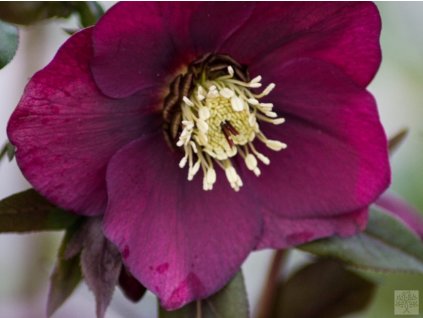 Čemerica  'King® Red M' - Helleborus 'King® Red M'