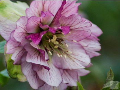 Čemerica 'Prince Double Pink ®' - Helleborus 'Prince Double Pink®'