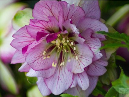 Čemerica 'Prince Red Picotee® E' - Helleborus 'Prince Red Picotee® E'