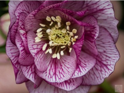 Čemerica 'SP Alice' - Helleborus 'SP Alice'
