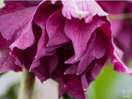 Čemerica 'SP Elly' - Helleborus 'SP Elly'