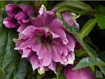 Čemerica 'SP Frilly Isabelle' - Helleborus 'SP Frilly Isabelle'