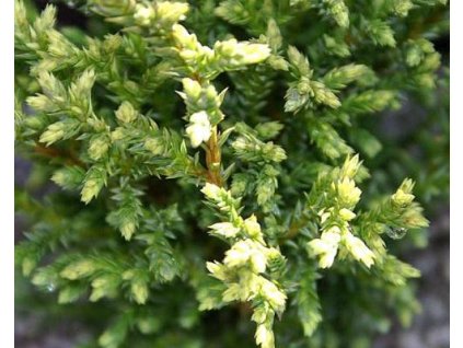 Cypruštek hrachonosný 'Plumosa Compressa Aurea'