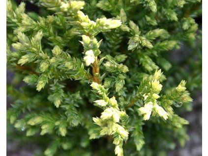 plumosa