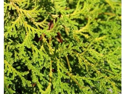 Cypruštek tupolistý 'Kamarachiba'