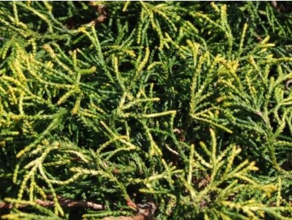 Cypruštek tupolistý 'Tsatsumi Gold'