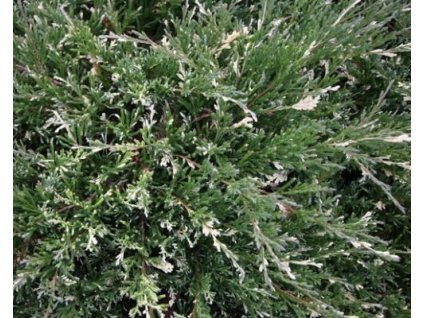 Borievka poliehavá 'Andorra Variegata'