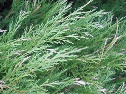 Borievka netatová 'Blue Sparkle'