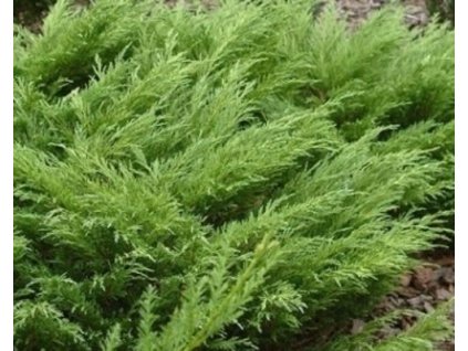 Borievka netatová 'Knap Hill'