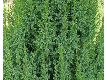 Borievka šupinatá 'Loderi'