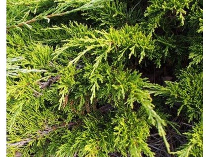 Borievka netatová 'Moona'