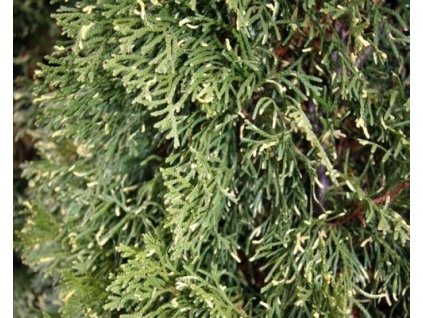 Tuja západná 'Smaragd Variegata'