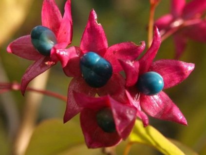 Klerodendron trojmý var. fargesii
