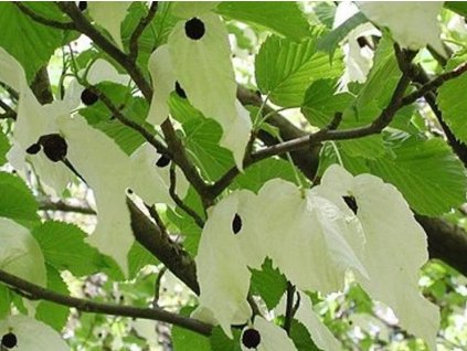 Davidia obalová 'Kylee's Columnar'