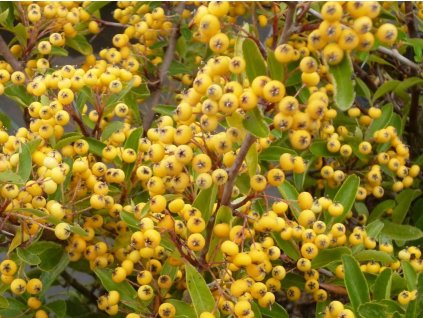 Hlohyňa SAPHYR ® Jaune 'Cadaune'