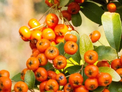 Hlohyňa SAPHYR ® Orange 'Cadange'