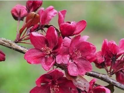 Jabloň okrasná'Royalty'