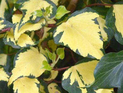 Brečtan popínavý 'Goldheart'