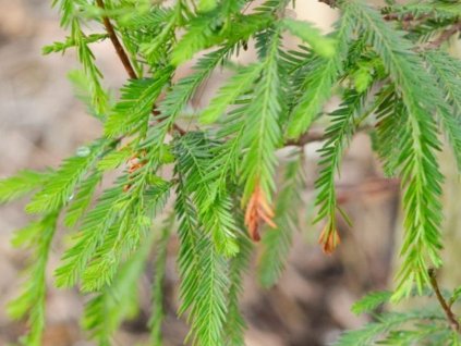 Tisovec dvojradový 'Pendulum'