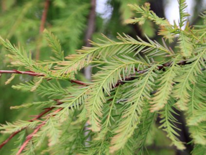 Tisovec dvojradový 'Pendens'