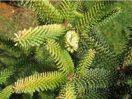 Jedľa španielska 'Aurea'