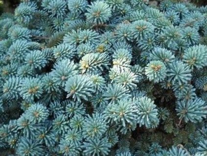 Jedľa vznešená 'Blaue Hexe'