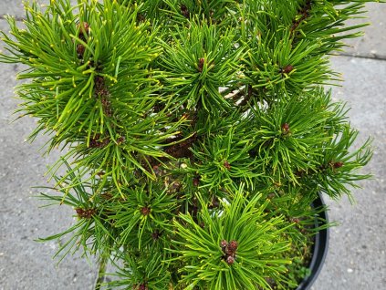 Pinus mugo 'Mikulášovice' (3)
