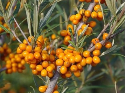 Rakytník rešetliakový 'Dorana'