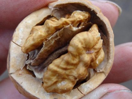 Orech kráľovský 'Milotai 10'  Juglans regia 'Milotai 10'