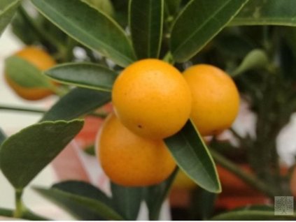 Kumquát/kumkvát 'Otilia'