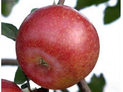 Jabloň 'Fuji Fubrax'