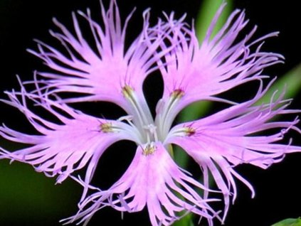 Klinček pyšný - Dianthus superbus