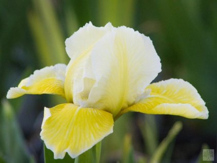 Kosatec nízky 'Buttered Popcorn' - Iris barbata nana 'Buttered Popcorn'