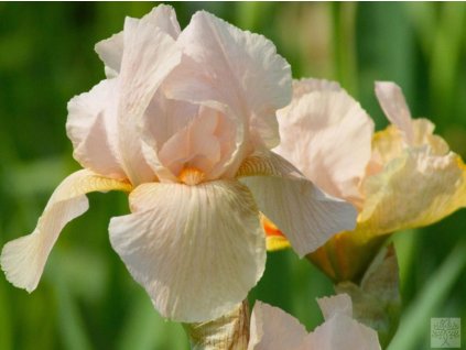 Kosatec nemecký 'Constant Wattez' - Iris germanica 'Constant Wattez'