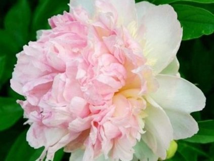 Pivonka čínska 'Raspberry Sundae' - Paeonia lactiflora 'Raspberry Sundae'